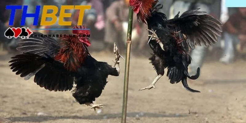 Đá Gà Thienhabet 3 Đá gà Thienhabet bao gồm tổng hợp những giải đấu phong phú