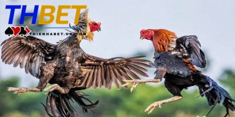Đá Gà Thienhabet 4 Sảnh đá gà Thienhabet mang đến những lợi ích siêu hấp dẫn khi chơi